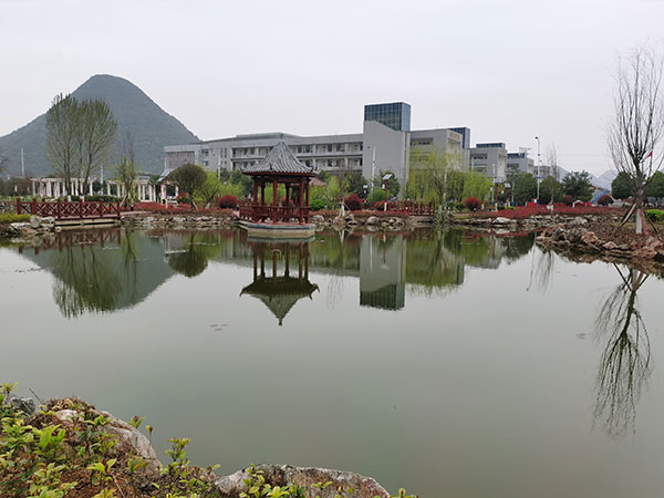 柳醉荷香全景
